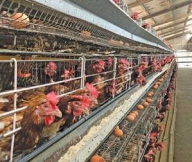 POULTRY FARMS SHUT DOWN IN DROVES AS PRICES OF FEED SKYROCKET, INSECURITY WORSENS