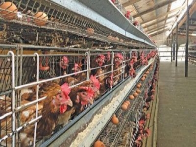 POULTRY FARMS SHUT DOWN IN DROVES AS PRICES OF FEED SKYROCKET, INSECURITY WORSENS