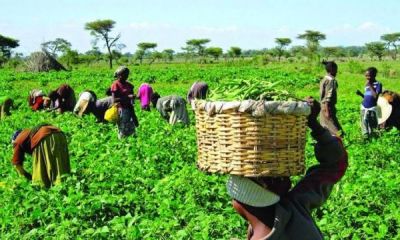 FG BANS FOREIGNERS FROM BUYING AGRIC PRODUCE DIRECTLY FROM FARMERS