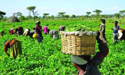 FARMERS DEFAULT ON REPAYMENT OF N463BN ANCHOR BORROWERS LOANS - CBN