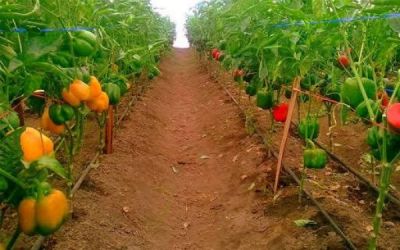 STRANGE DISEASE DESTROYS TOMATO FARMS, REDUCES HARVEST IN PLATEAU