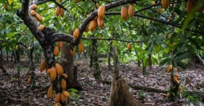 ‘WE WANT TO REMAIN FARMERS, NOT ARMED ROBBERS’, ONDO COCOA FARMERS PROTEST SALES OF FARMLAND TO CHINESE COMPANY