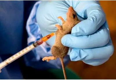 LASSA FEVER: OYO RECORDS 19 CASES, 4 DEATHS