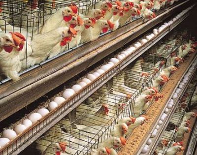 TO PROTECT CONSUMER HEALTH, OGUN AGRICULTURE MINISTRY TRAINS POULTRY OPERATORS