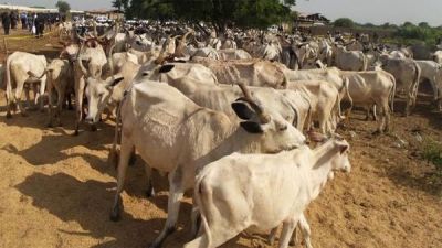 CATTLE BUSINESS FACES IMMINENT BANKRUPTCY DUE TO BANDIT ATTACKS - MIYETTI ALLAH